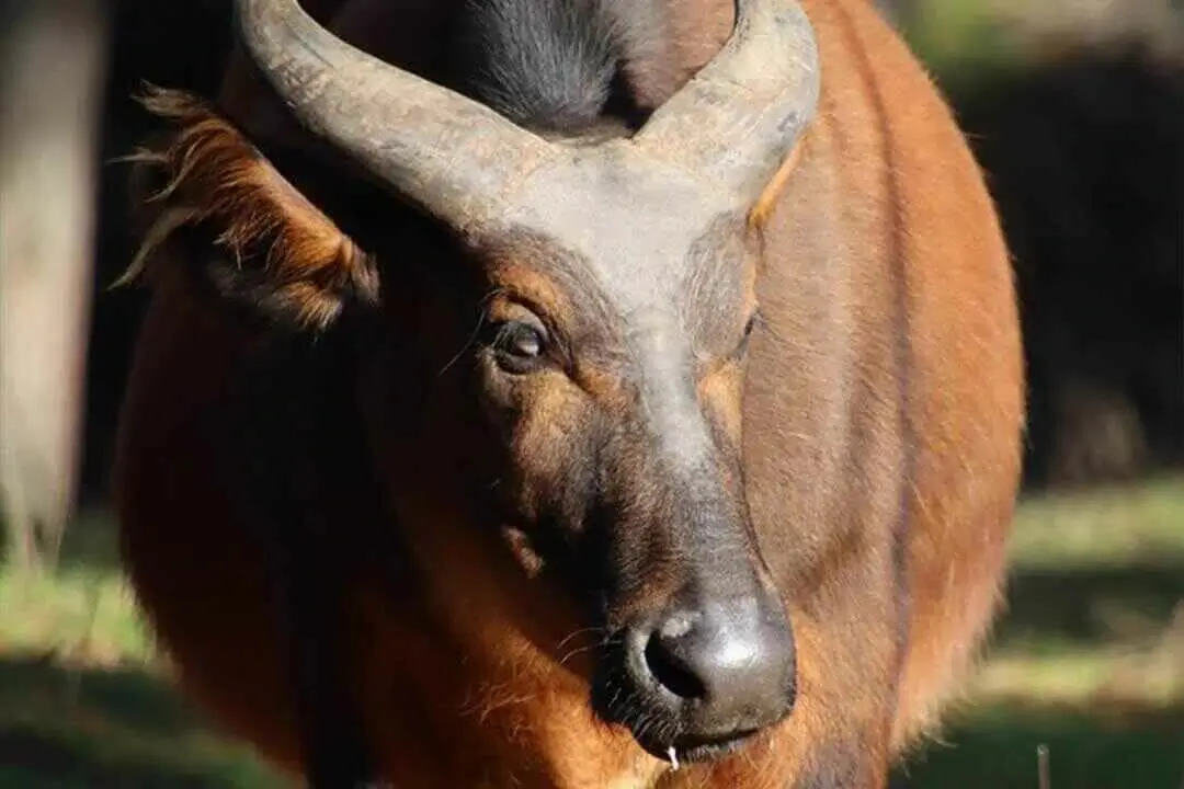 African Forest Buffalo